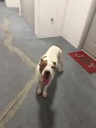 Reunited Unknown Dog last seen Ives dairy road - San Simeon Way, Miami, FL 33179