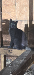 Lost Female Cat last seen Peterboro Rd, Vernon, NY 13476