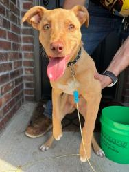 Found/Stray Female Dog last seen 131st St & Memorial, Bixby, OK 74008