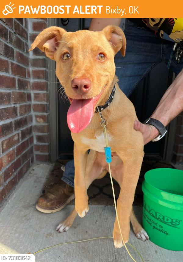 Found/Stray Female Dog last seen 131st St & Memorial, Bixby, OK 74008