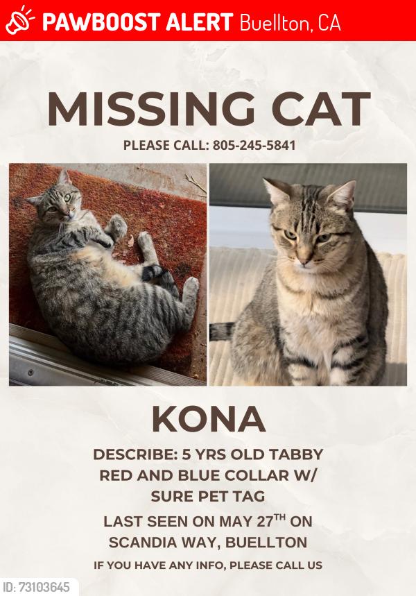 Lost Male Cat last seen Scandia drive, Buellton, CA 93427