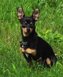 Reunited Male Dog last seen Wembley Downs Drive. Arlington tx, Arlington, TX 76017