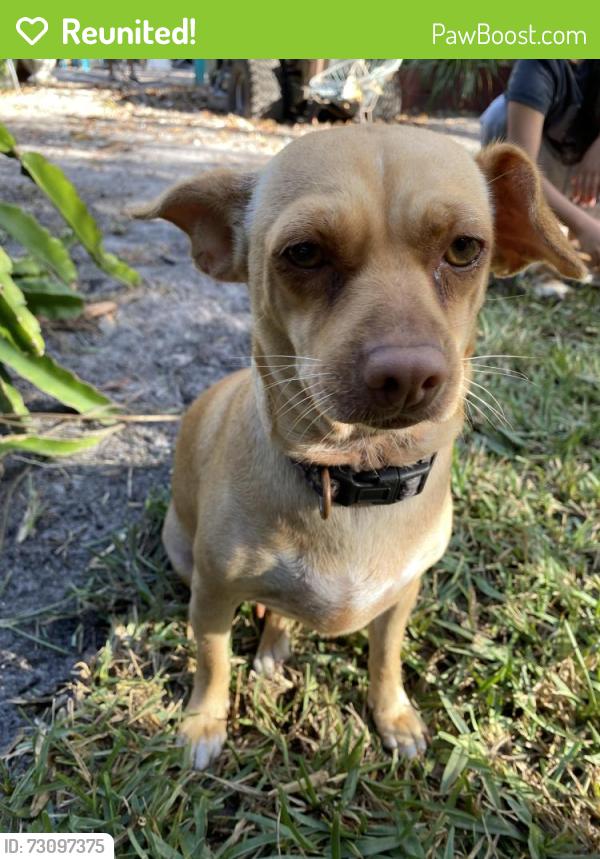 Reunited Female Dog last seen Clarke ave Melbourne Fl, Melbourne, FL 32935