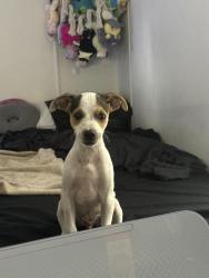 Reunited Unknown Dog last seen tampa, Greater Carrollwood, FL 33618