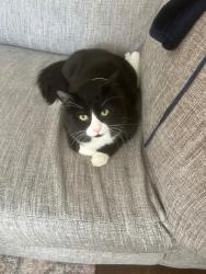 Reunited Male Cat last seen Golf course, Audenshaw, England 