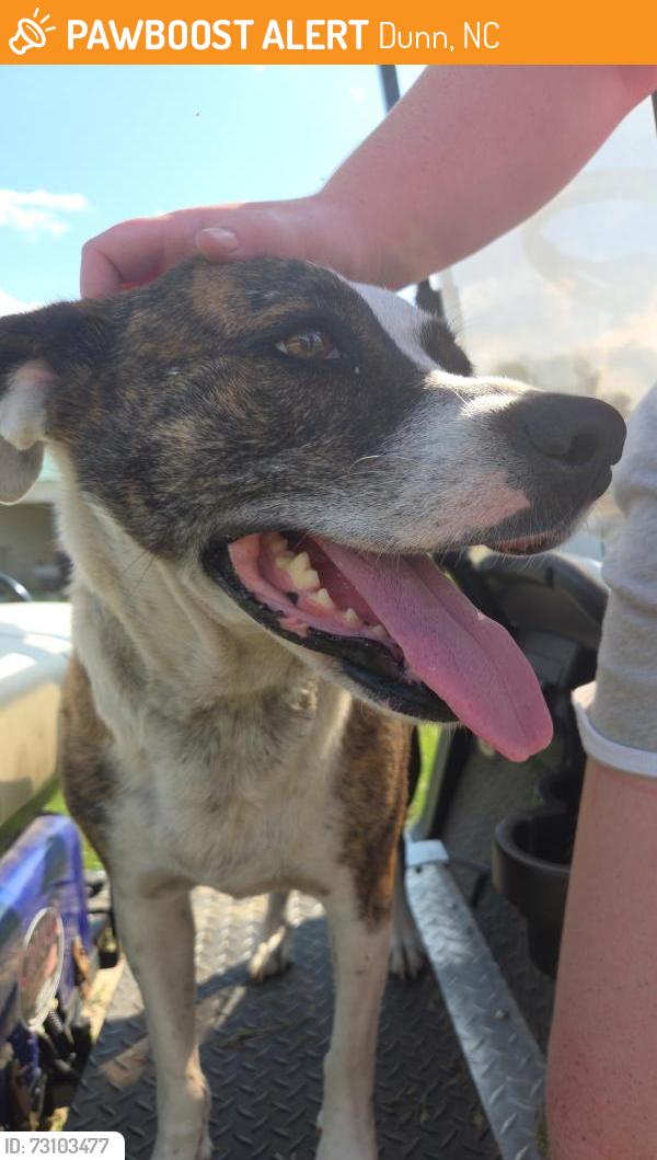 Found/Stray Female Dog last seen Near hwy, Dunn, NC 28334