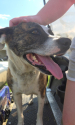 Found/Stray Female Dog last seen Near hwy, Dunn, NC 28334