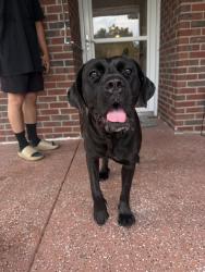 Found/Stray Female Dog last seen Legion rd, Hope Mills, NC 28348