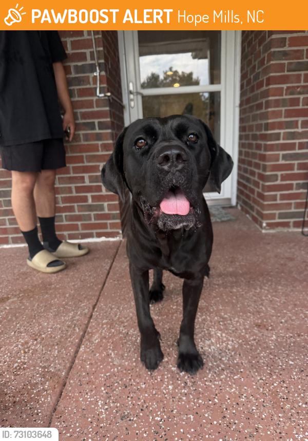 Found/Stray Female Dog last seen Legion rd, Hope Mills, NC 28348
