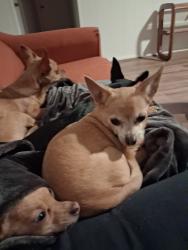 Reunited Male Dog last seen Near E 29th St, Tulsa, OK 74129, USA, Tulsa, OK 74129