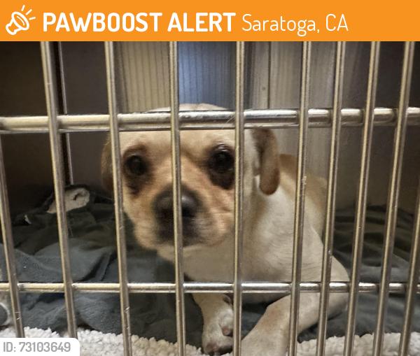 Found/Stray Male Dog last seen Cox Ave, Easton Drive, Saratoga, CA 95070