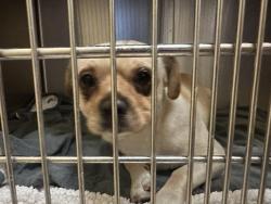 Found/Stray Male Dog last seen Cox Ave, Easton Drive, Saratoga, CA 95070