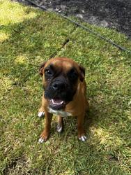 Lost Female Dog last seen Pinehurts, Pinehurst, TX 77362