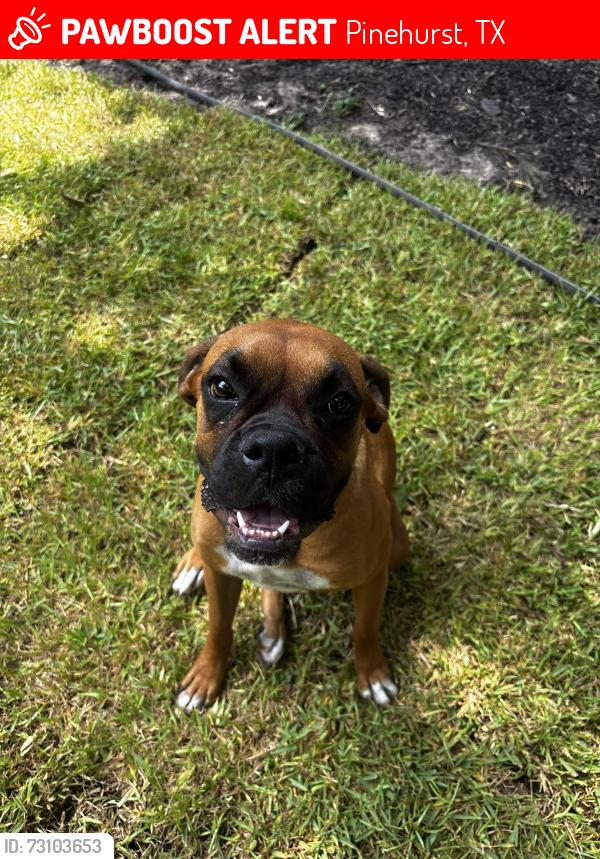 Lost Female Dog last seen Pinehurts, Pinehurst, TX 77362