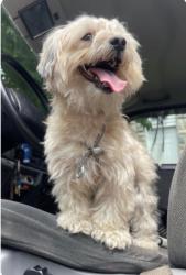 Reunited Male Dog last seen By royal farms in west patasco, Baltimore, MD 21230