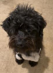Lost Male Dog last seen Cementery rd, Marietta, OK 73448
