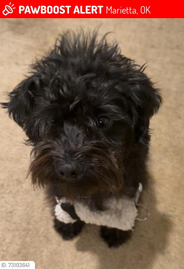 Lost Male Dog last seen Cementery rd, Marietta, OK 73448