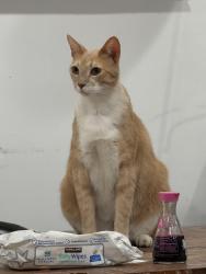 Lost Male Cat last seen andora /topanga canyon, Los Angeles, CA 91311
