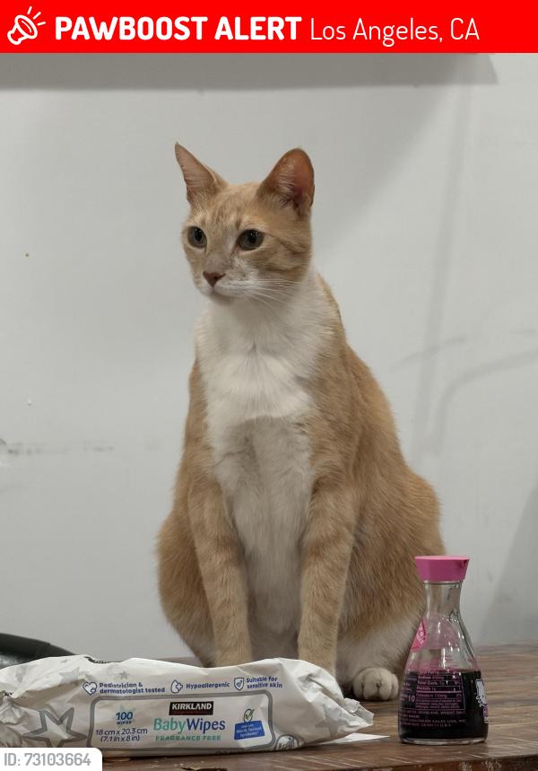 Lost Male Cat last seen andora /topanga canyon, Los Angeles, CA 91311