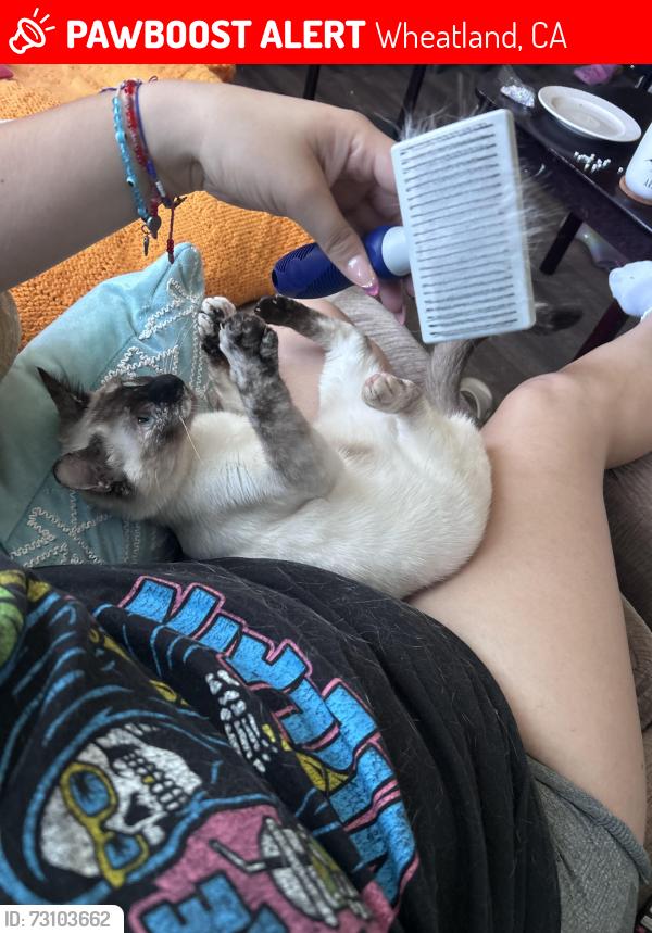 Lost Female Cat last seen Not sure the name of the street, Wheatland, CA 95692