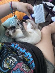 Lost Female Cat last seen Not sure the name of the street, Wheatland, CA 95692