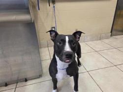 Shelter Stray Female Dog last seen Near E OLD SETTLERS BLVD, Williamson County, TX, 1855 SE Inner Loop, Georgetown, TX 78626, USA