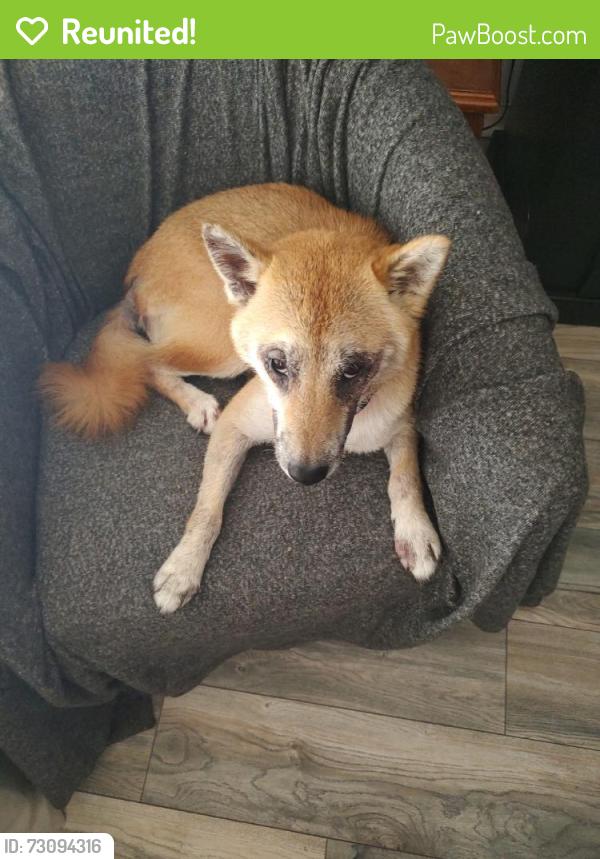 Reunited Male Dog last seen Apple Ave. And McTavish, Port Saint John, FL 32927