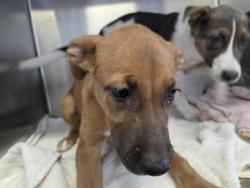 Shelter Stray Unknown Dog last seen Near CR 409, Williamson County, TX, 1855 SE Inner Loop, Georgetown, TX 78626, USA