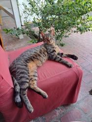 Reunited Female Cat last seen Near Hart Street Van Nuys CA 91406, Los Angeles, CA 91406