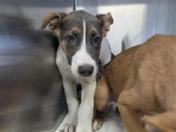 Shelter Stray Unknown Dog last seen Near CR 409, Williamson County, TX, 1855 SE Inner Loop, Georgetown, TX 78626, USA