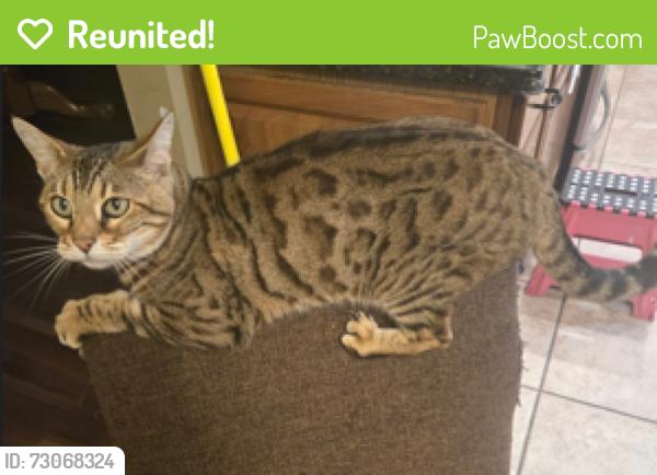 Reunited Female Cat last seen Beaver Valley, Oakbrook Chase, Beavercreek, OH 45434