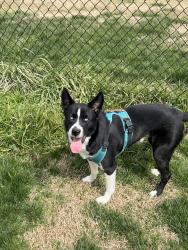 Lost Female Dog last seen Near Lester Lane, Tuckahoe, VA 23229