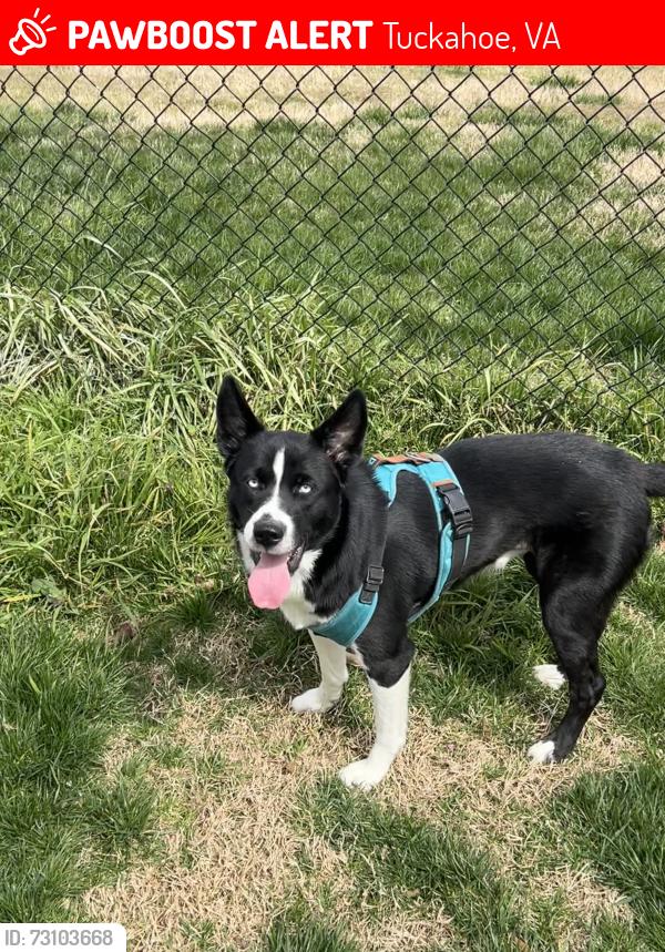 Lost Female Dog last seen Near Lester Lane, Tuckahoe, VA 23229