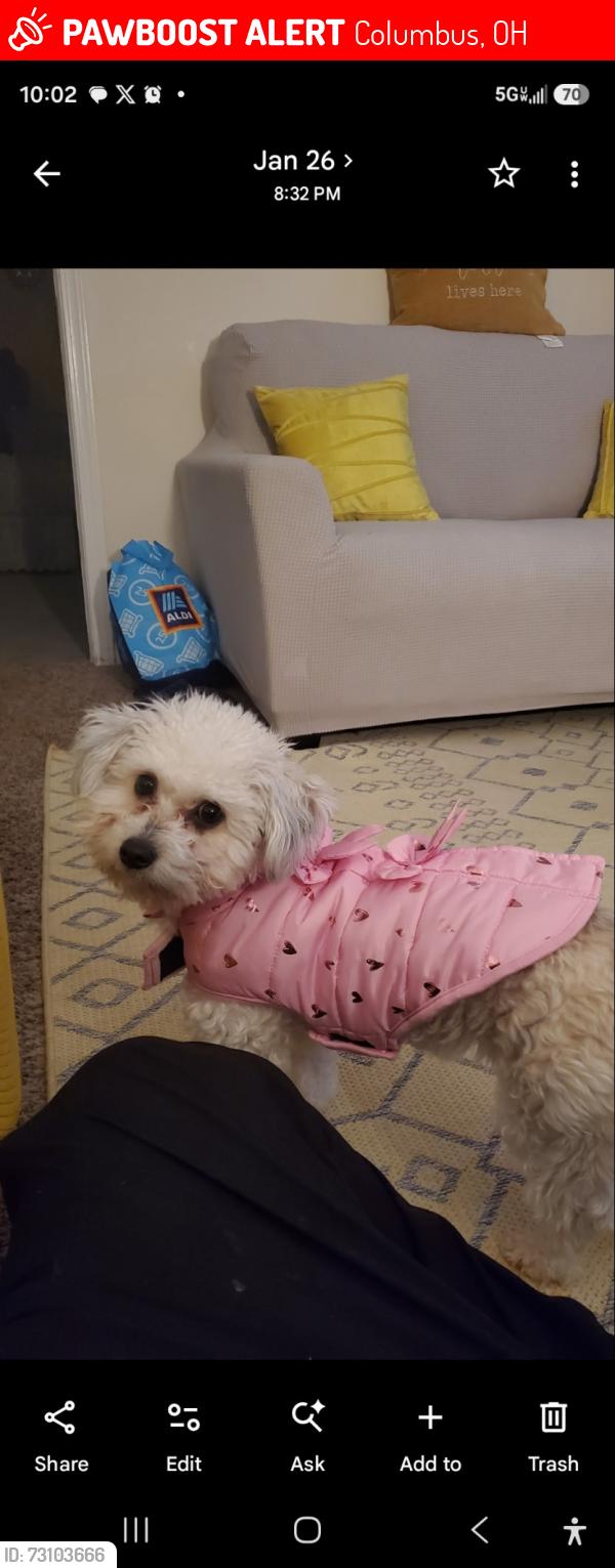 Lost Female Dog last seen Atkinson and Harbor, Columbus, OH 43232