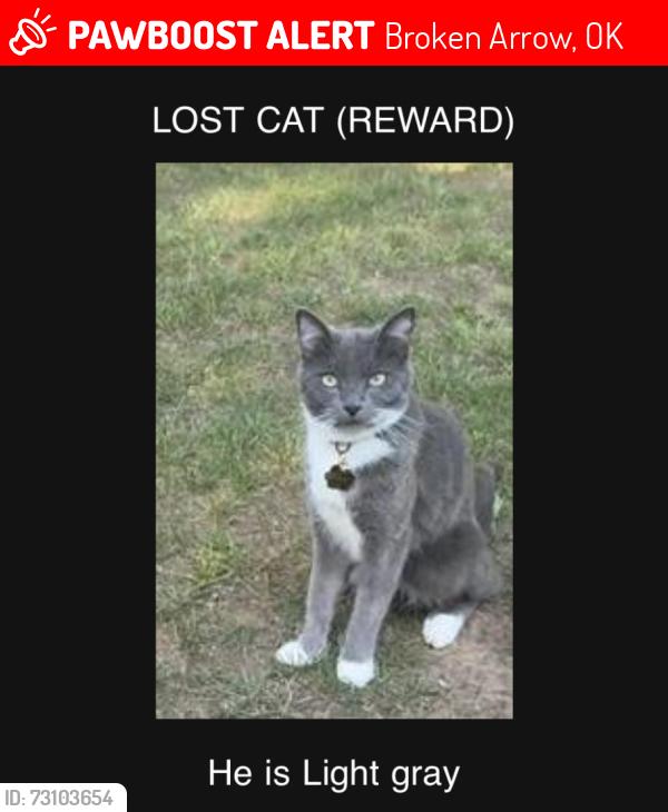 Lost Male Cat last seen 71st and elm, Broken Arrow, OK 74012