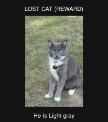Lost Male Cat last seen 71st and elm, Broken Arrow, OK 74012