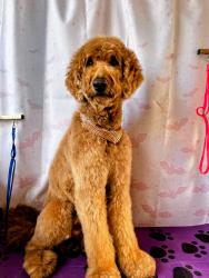 Reunited Male Dog last seen Airoso , Port St. Lucie, FL 34983