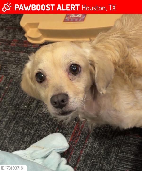 Lost Male Dog last seen Triola Lane, Houston, TX 77074
