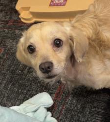Lost Male Dog last seen Triola Lane, Houston, TX 77074