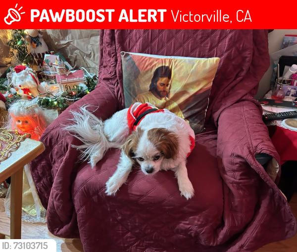 Lost Male Dog last seen Lorene and La Paz Dr. Victorville ca 92395, Victorville, CA 92395
