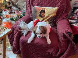 Lost Male Dog last seen Lorene and La Paz Dr. Victorville ca 92395, Victorville, CA 92395