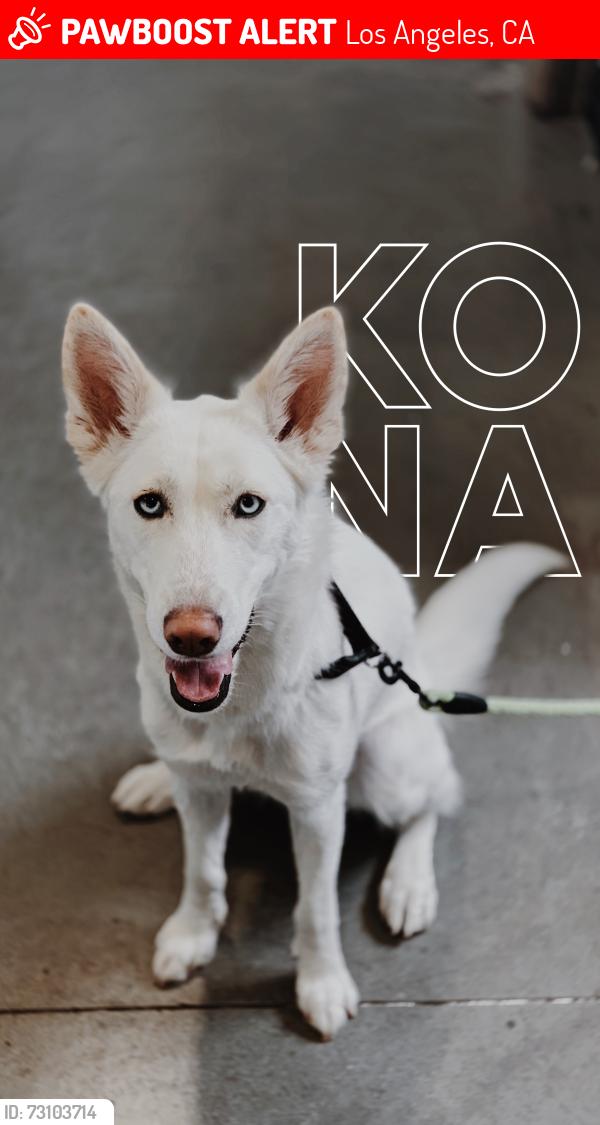 Lost Female Dog last seen Braddock Blvd and Inglewood Blvd, Los Angeles, CA 90230