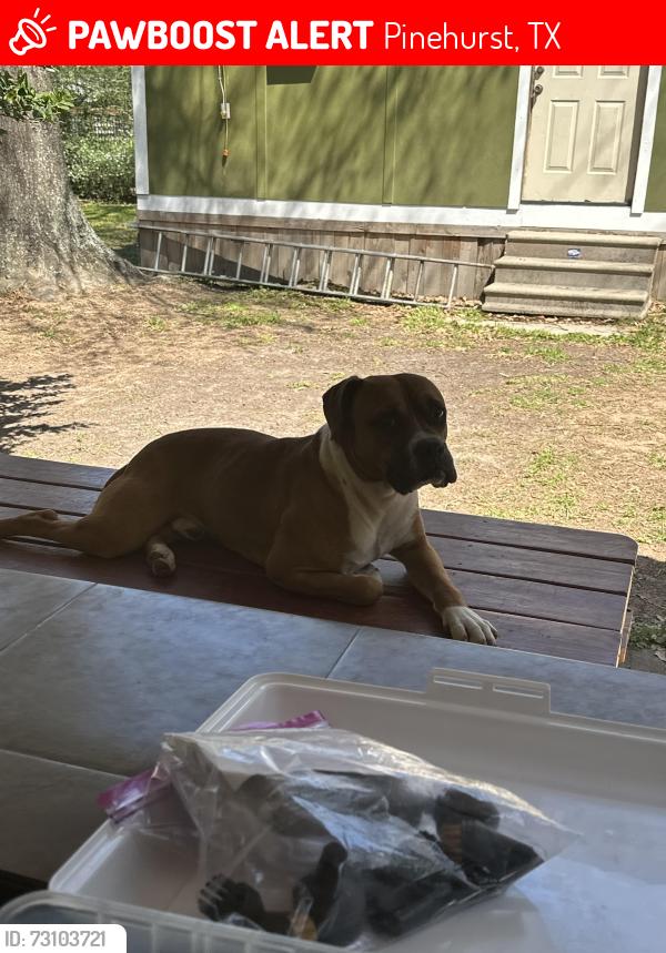 Lost Male Dog last seen Near clepperwood lane 77362 Pinehurst Tx, Pinehurst, TX 77362