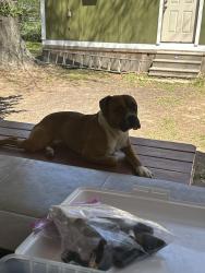 Lost Male Dog last seen Near clepperwood lane 77362 Pinehurst Tx, Pinehurst, TX 77362