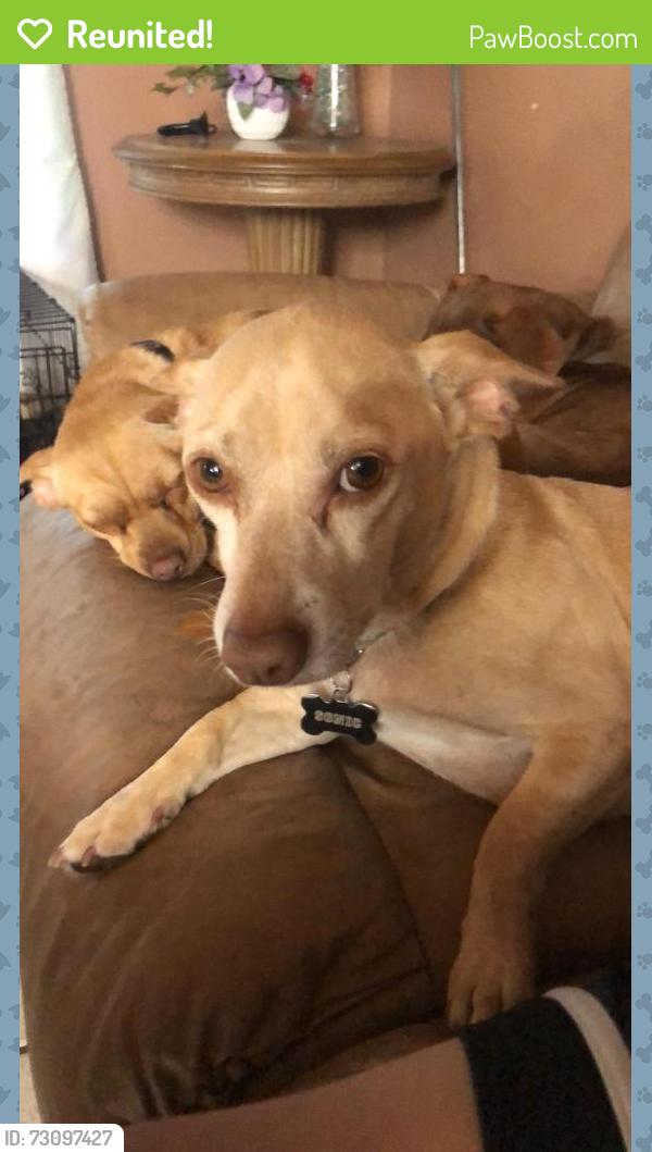Reunited Male Dog last seen Clarke ave Melbourne Fl, Melbourne, FL 32935