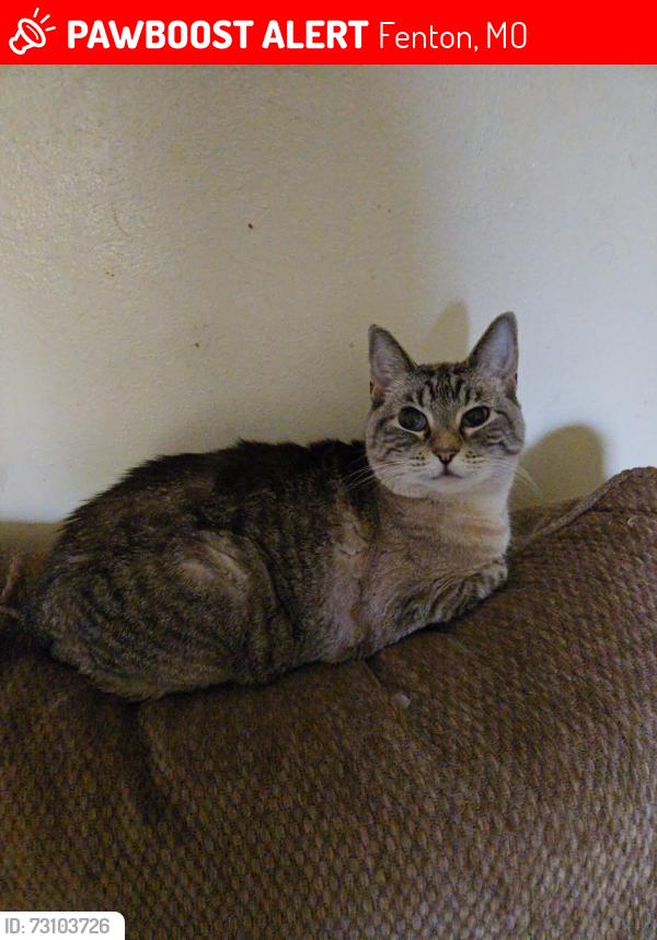 Lost Female Cat last seen Bowles and 141, Fenton, MO 63026