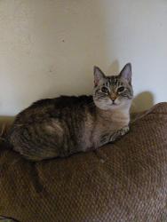 Lost Female Cat last seen Bowles and 141, Fenton, MO 63026