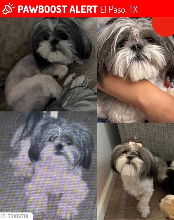 Lost Female Dog last seen La Batalla Court, El Paso, TX 79928