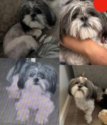 Lost Female Dog last seen La Batalla Court, El Paso, TX 79928