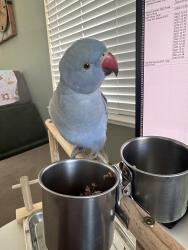 Lost Unknown Bird last seen In the neighborhood behind Walmart in Antioch, Antioch, CA 94531